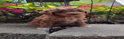 Cavapoo dogs for sale: Tipp - Ad 3