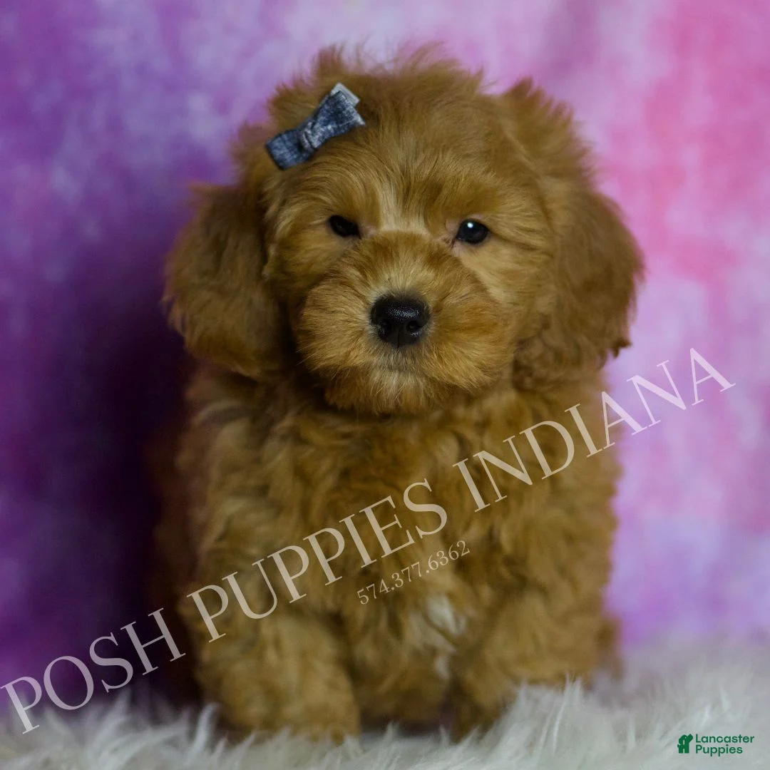 Mini Goldendoodle dogs for sale: Puffin - Ad 1