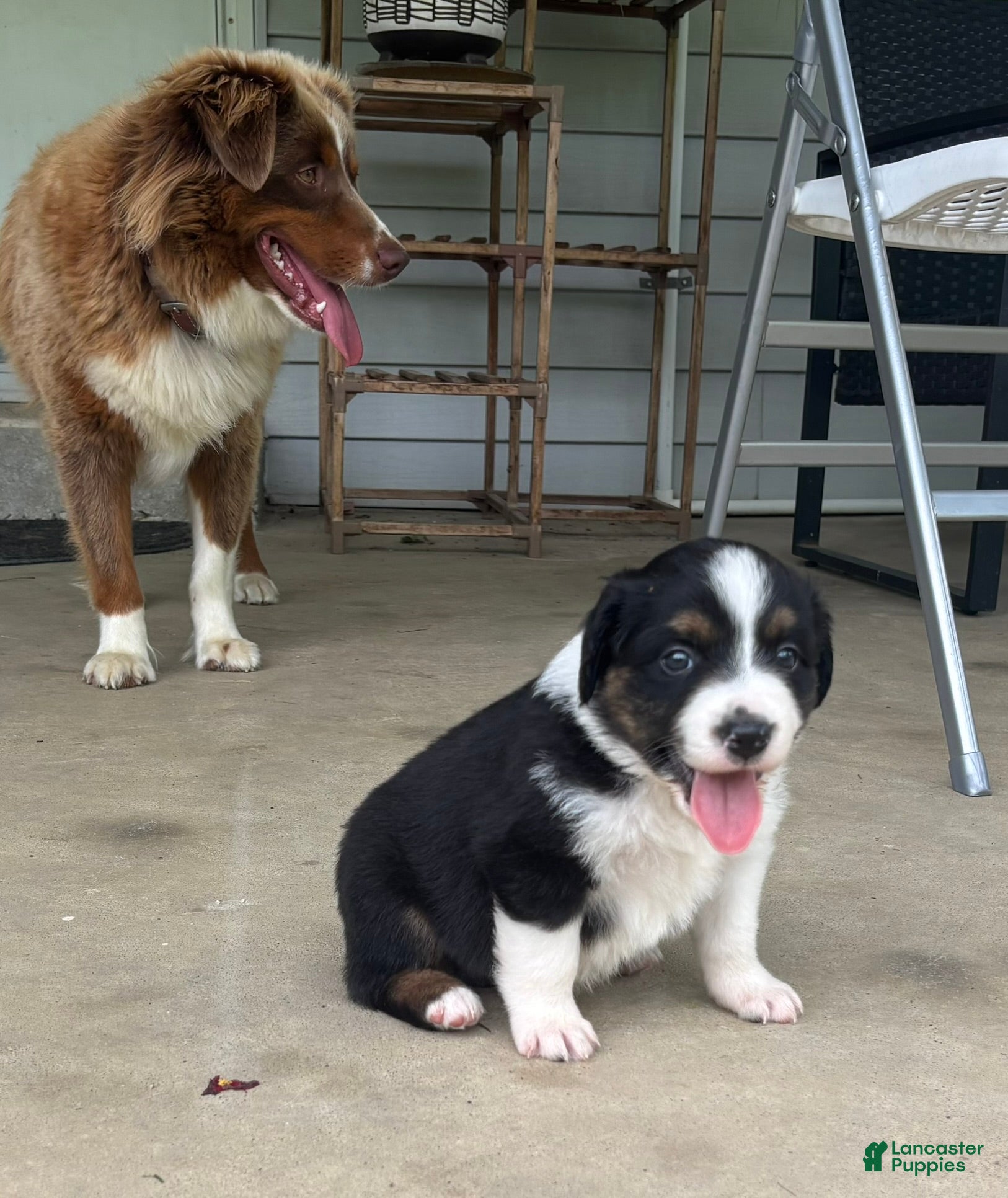 Miniature Australian Shepherd dogs #7 Black Tri Male - Ad 27