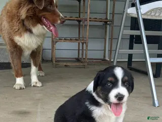 Miniature Australian Shepherd dogs #7 Black Tri Male - Ad 27