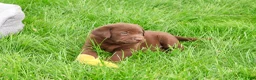 Labrador Retriever dogs for sale: Ezra - Ad 5