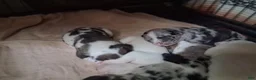 American Pit Bull Terrier dogs for sale: Cowboy - Ad 6