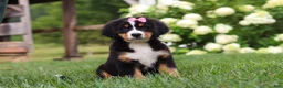 Bernese Mountain Dog dogs for sale: Marcy - Ad 8