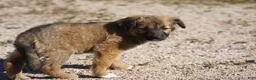 Mixed Breed dogs for sale: Toes F Sable - Ad 10