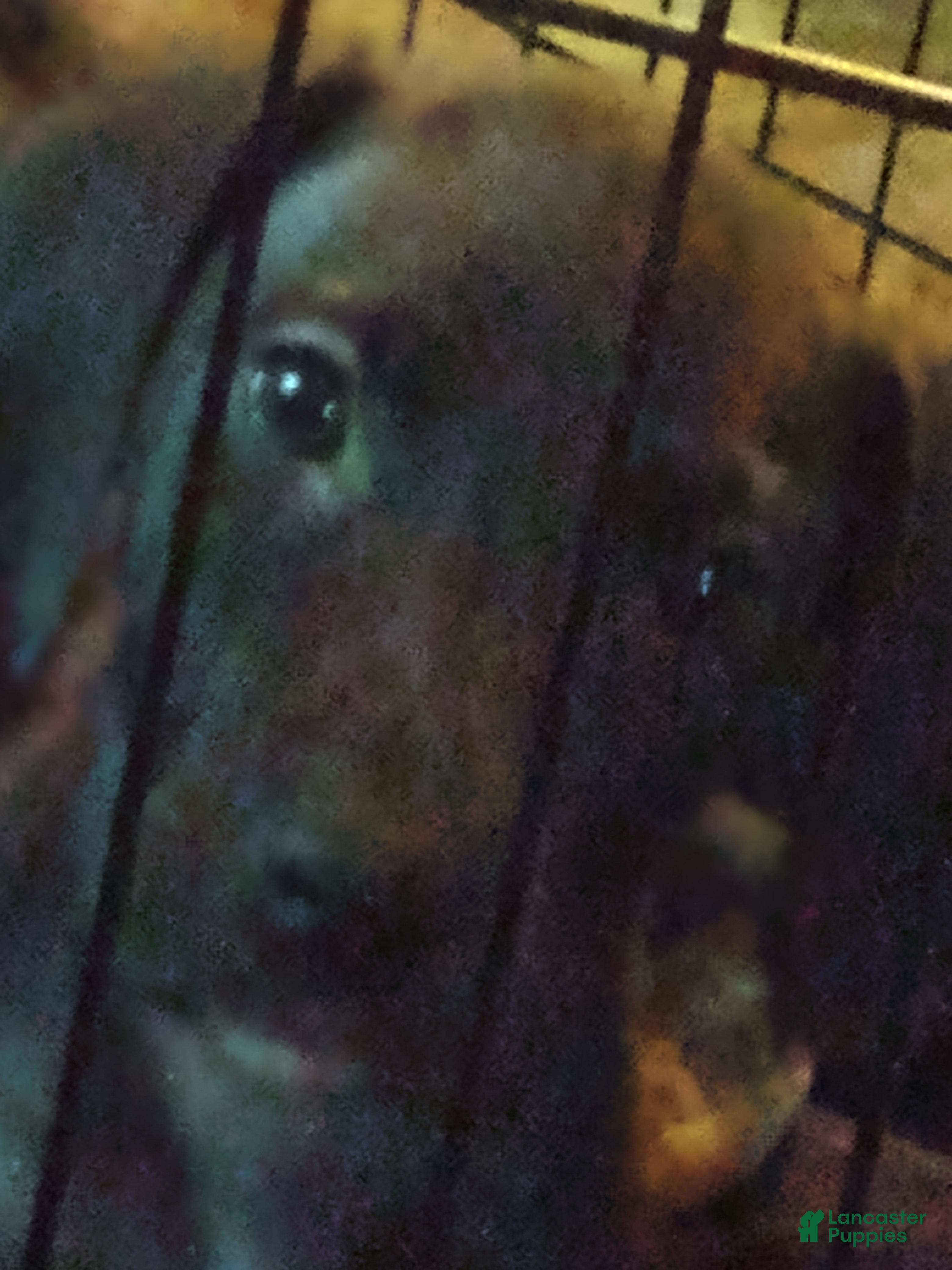 Great Dane dogs Great Dane 11 - Ad 12