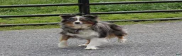 Miniature Australian Shepherd dogs for sale: Fern  - Ad 4