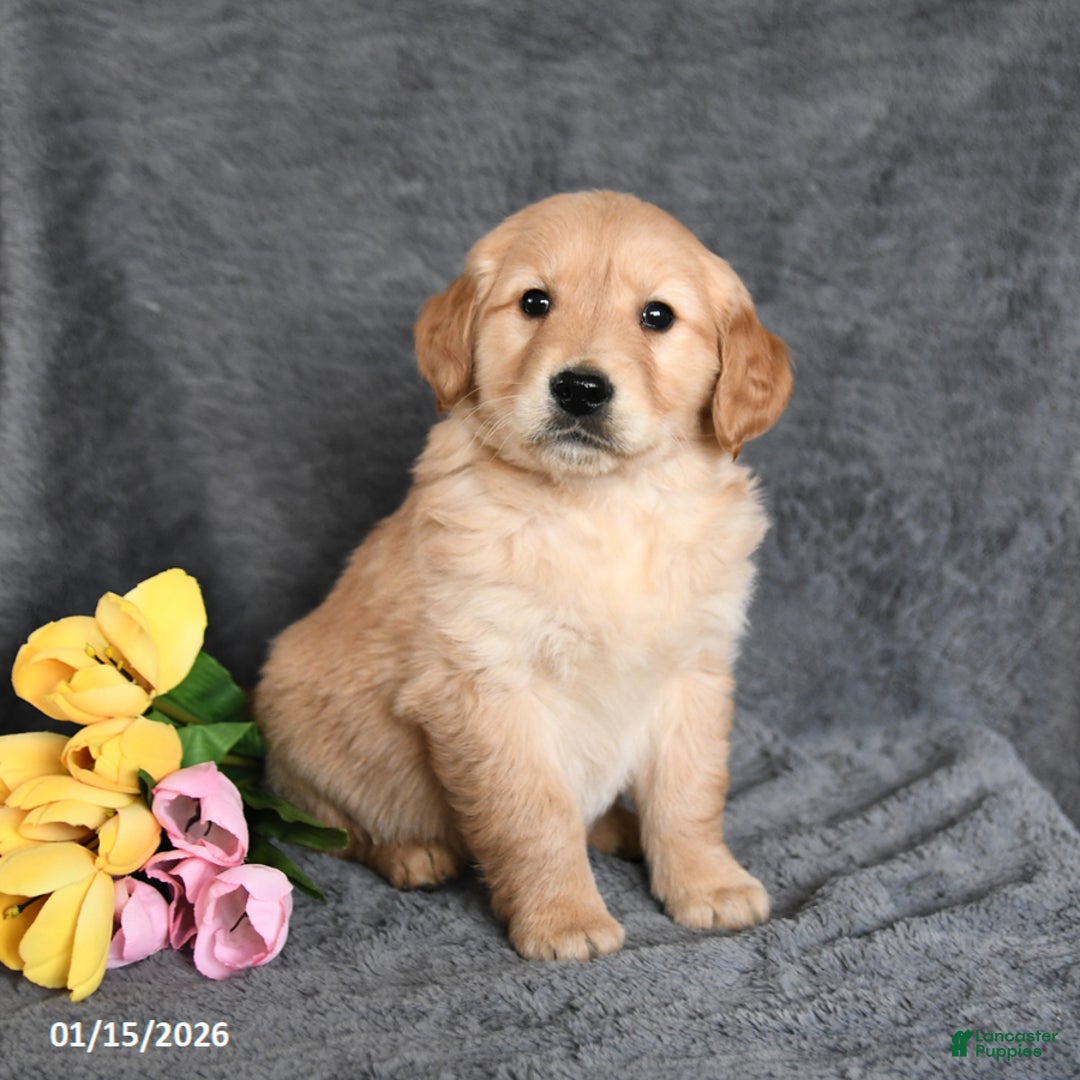 Golden Retriever dogs for sale: Cody - Ad 2