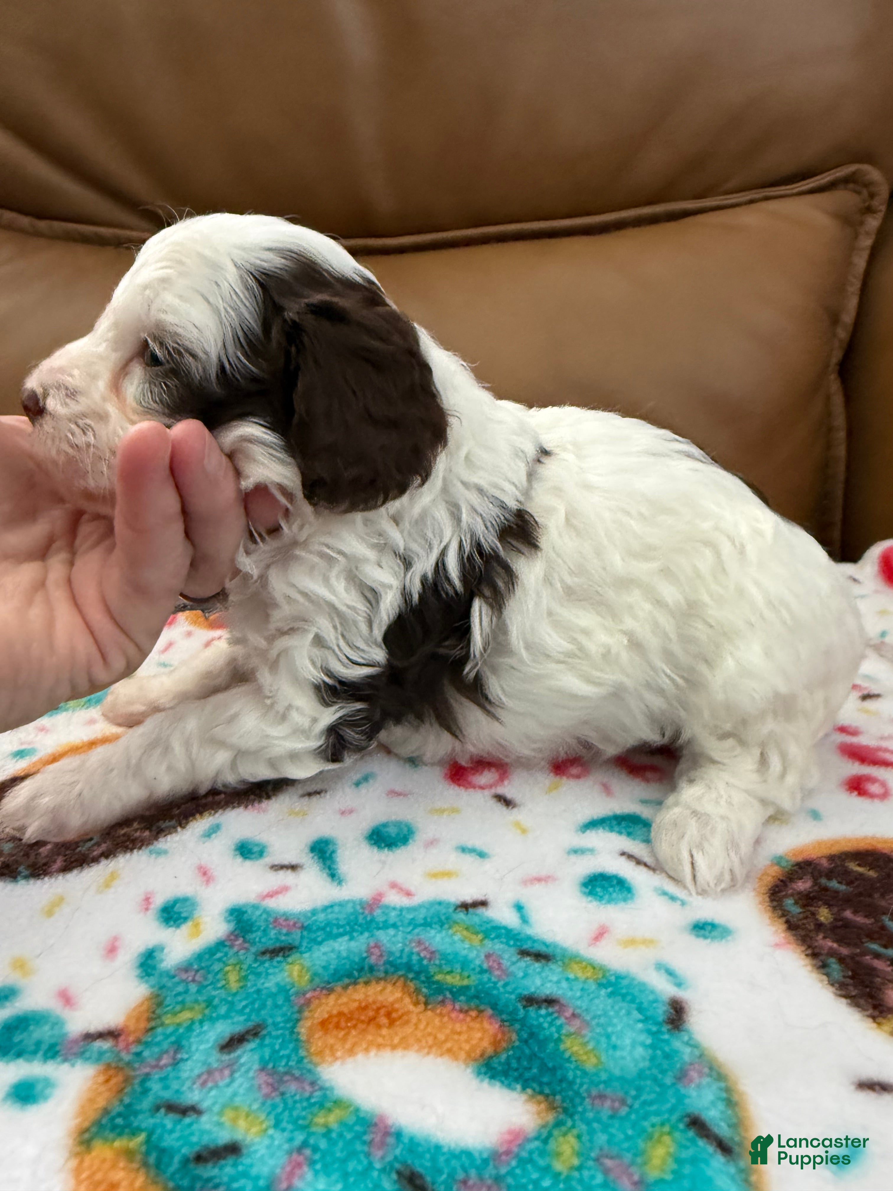 Miniature Poodle dogs MADDIE - Ad 1