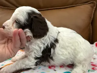 Miniature Poodle dogs for sale: MADDIE - Ad 3