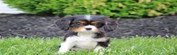 Cavalier King Charles Spaniel dogs for sale: Simon - Ad 2