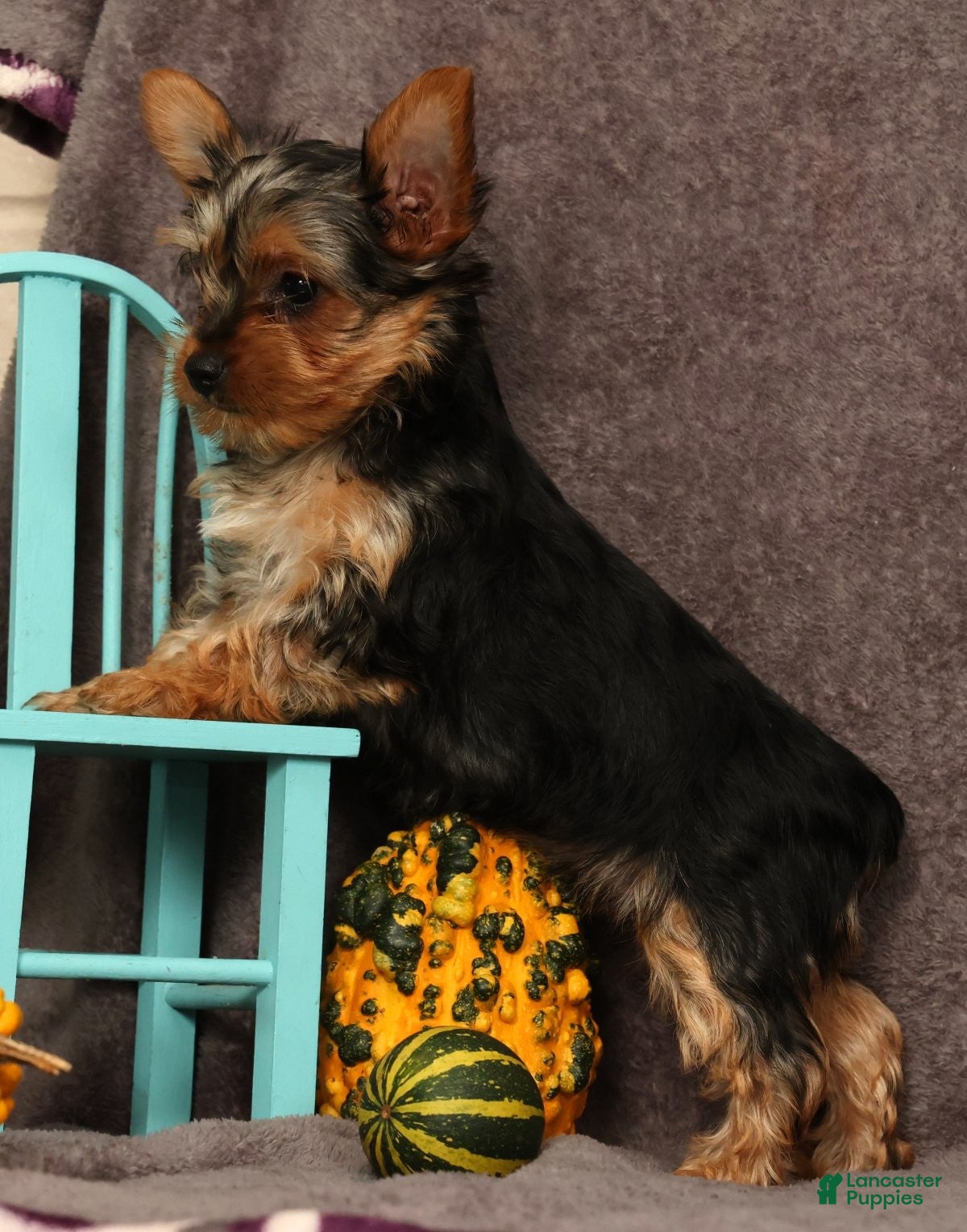 Yorkshire Terrier dogs Dolly - Ad 2