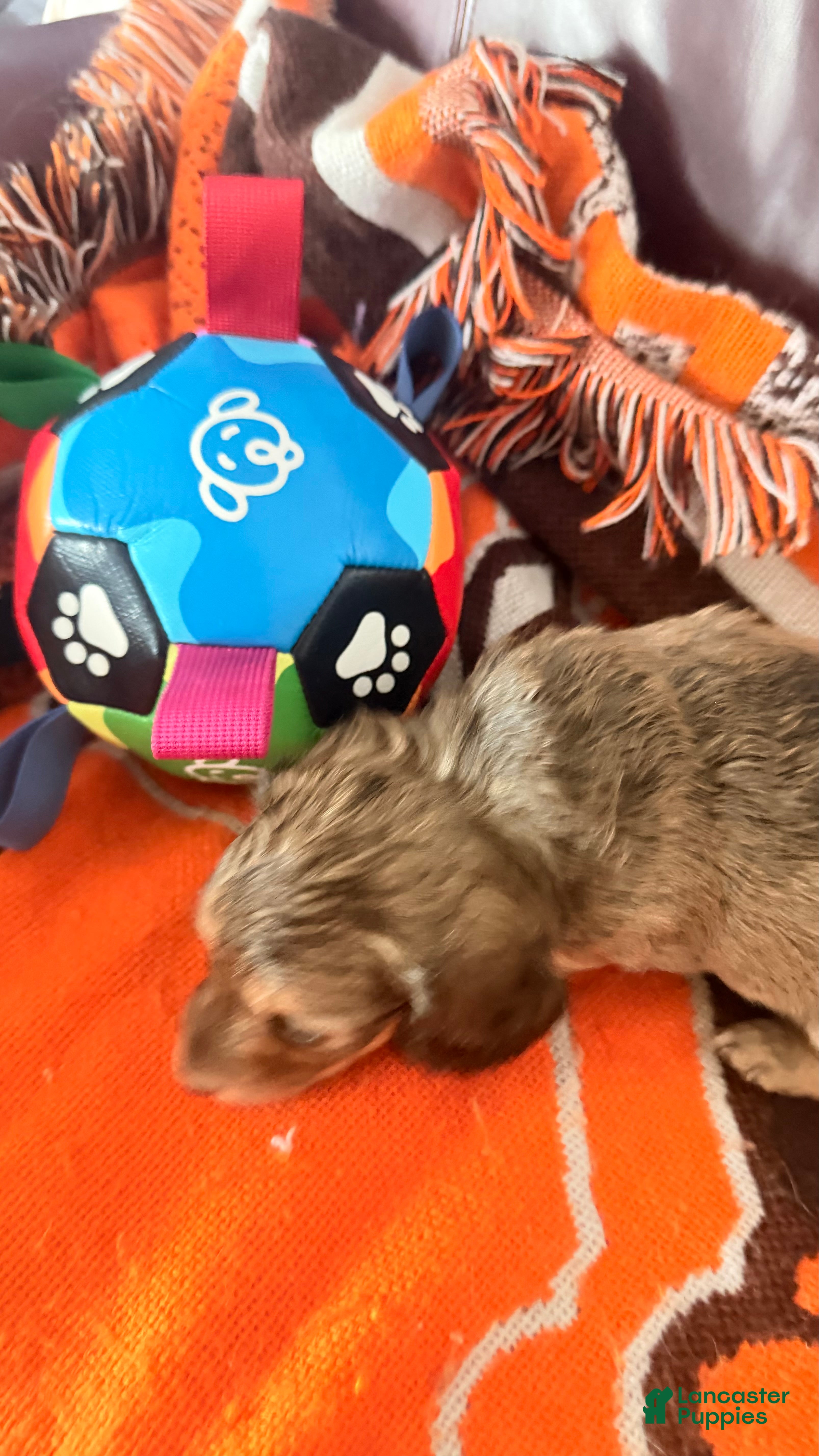 Dachshund dogs Dachshund 5 - Ad 2