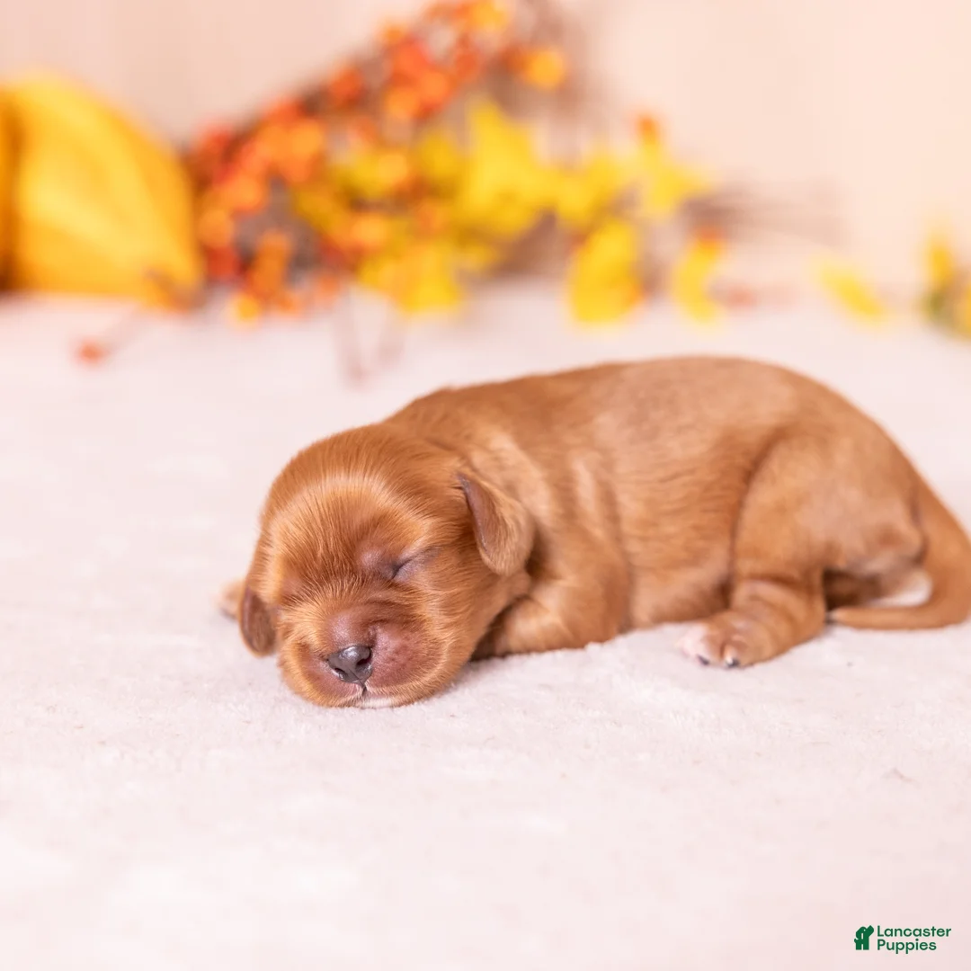 Cavalier King Charles Spaniel dogs for sale: Rita - Ad 1
