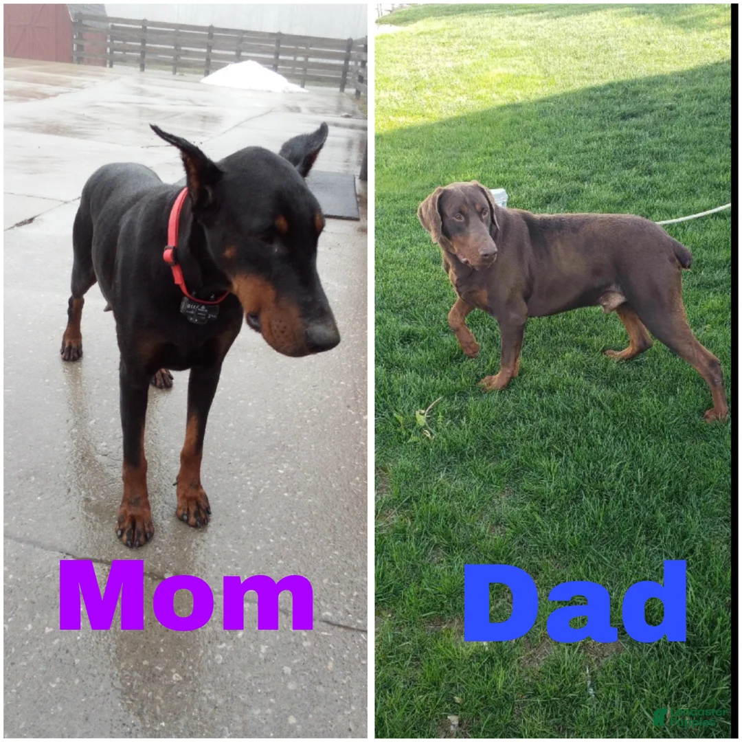 Doberman Pinscher dogs for sale: Coco - Ad 5
