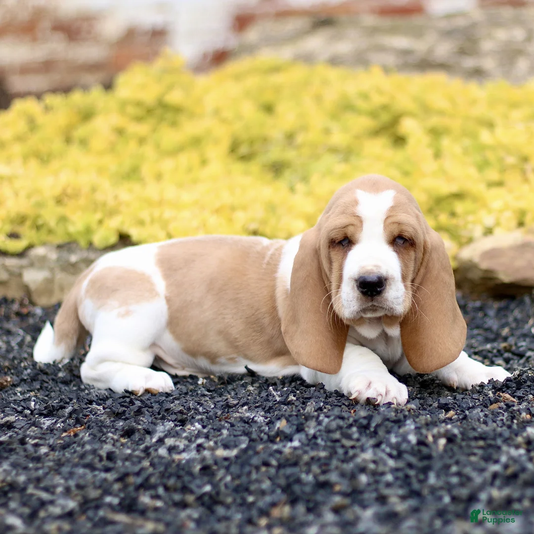 Basset Hound dogs for sale: Layla  - Ad 2