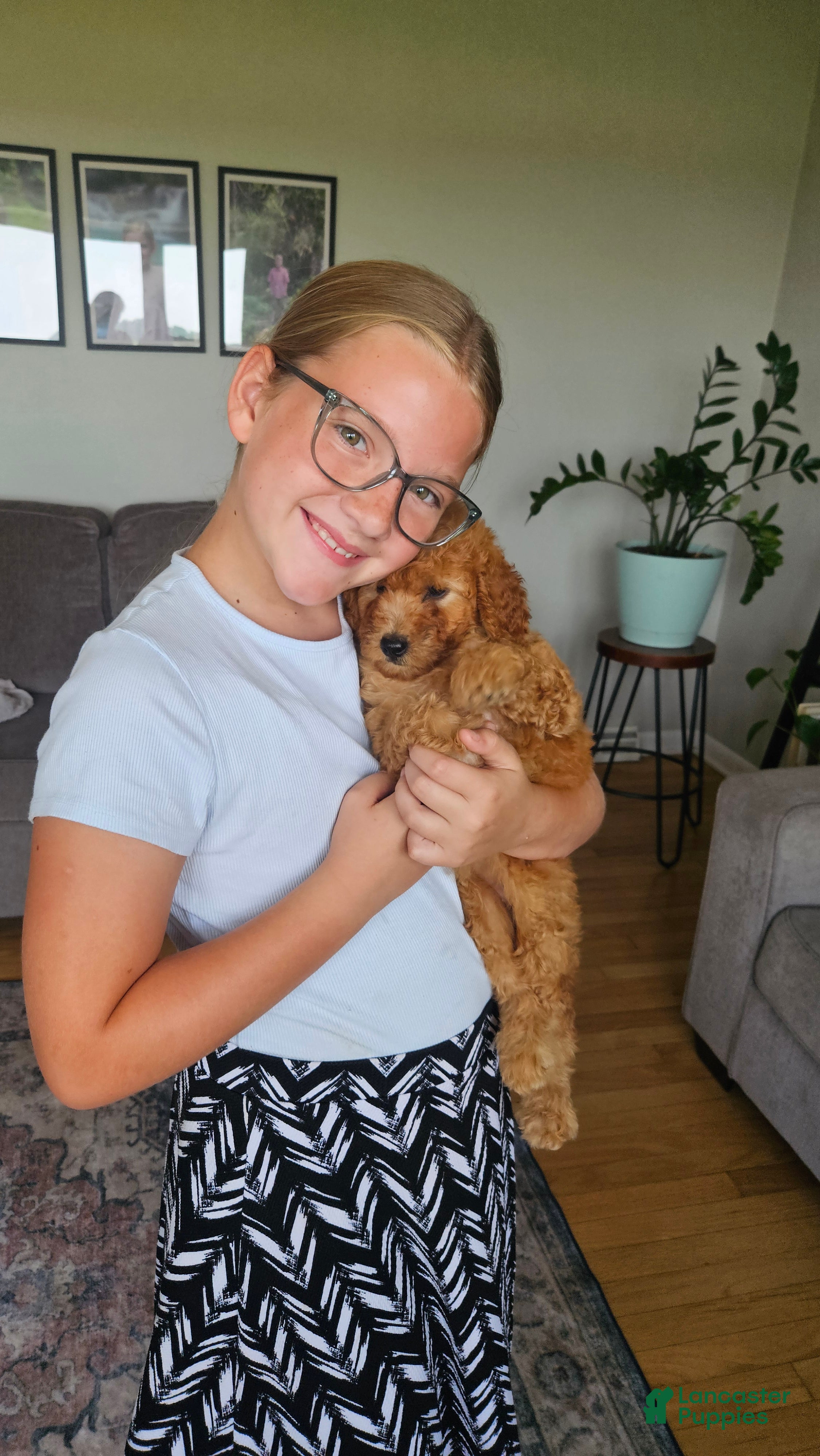 Mini Goldendoodle dogs Cutie - Ad 2