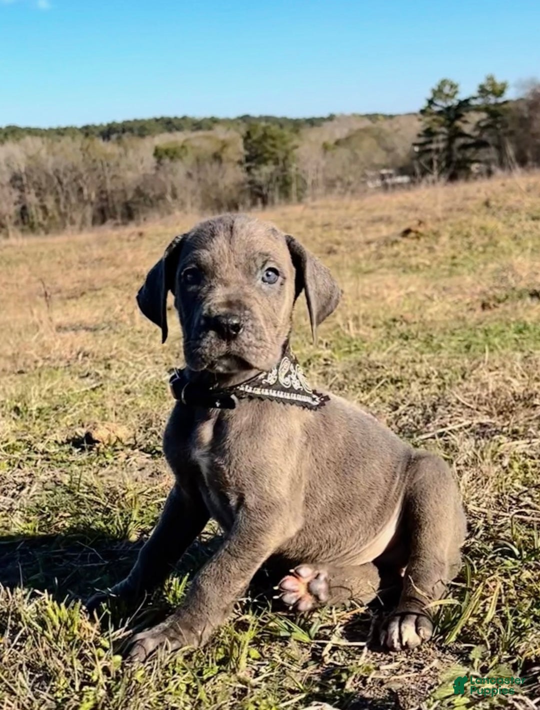 Great Dane dogs for sale: Euro Line Blue Beauty - Missy  - Ad 5