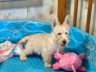 Scottish Terrier dogs - Ad 7