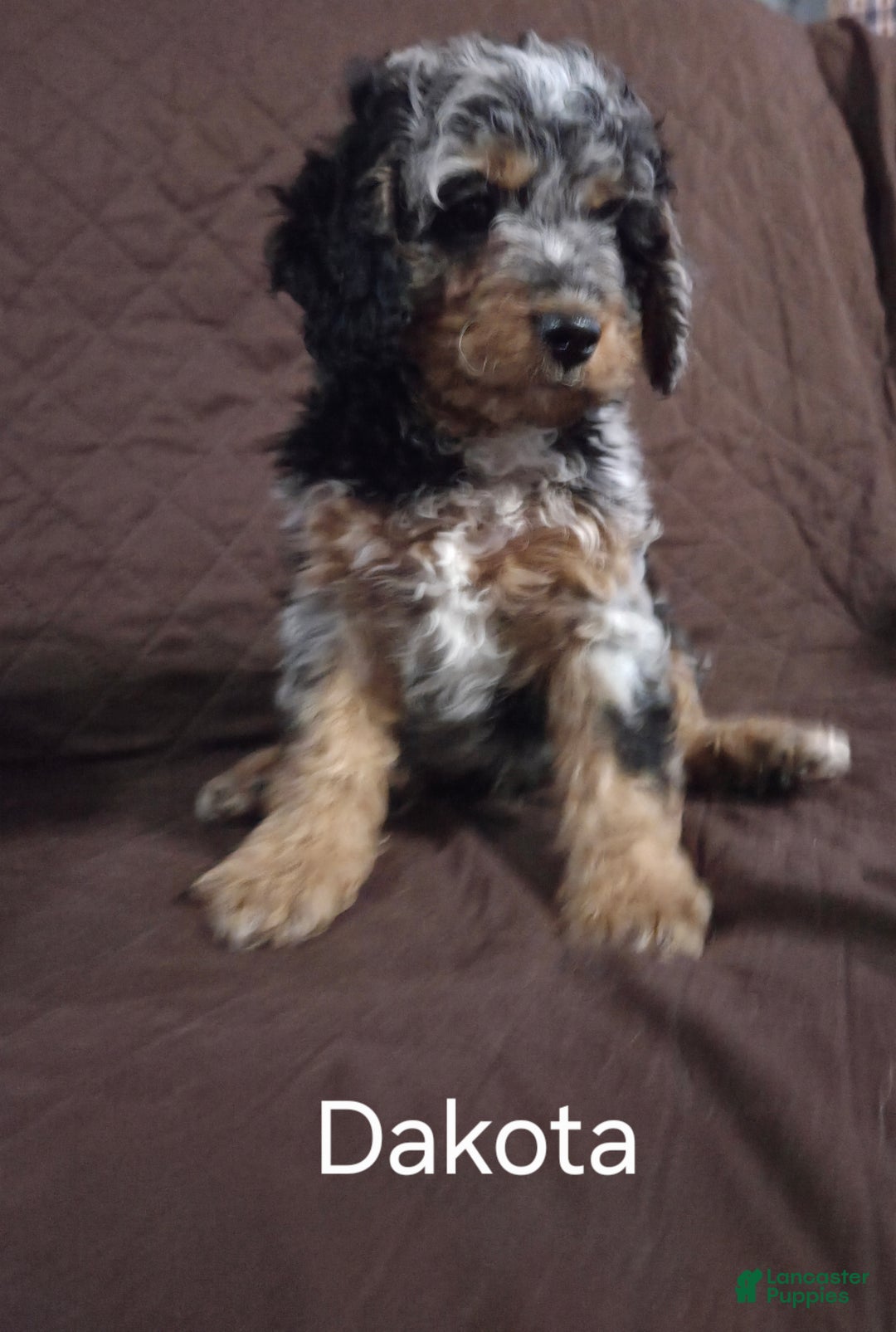 Cockapoo dogs for sale: Dakota - Ad 6