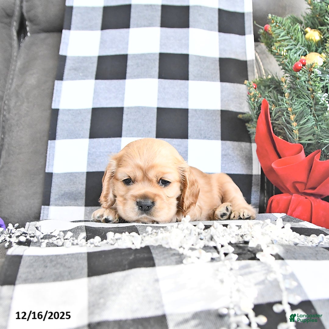 Cocker Spaniel dogs for sale: Winter - Ad 3