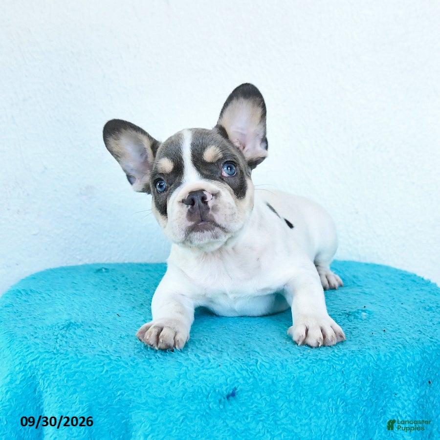 French Bulldog dogs Oliver - Ad 2