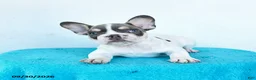 French Bulldog dogs for sale: Oliver - Ad 2
