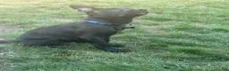 American Pit Bull Terrier dogs for sale: Finn - Ad 4