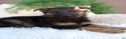 German Shepherd dogs for sale: Chloe  - Ad 3