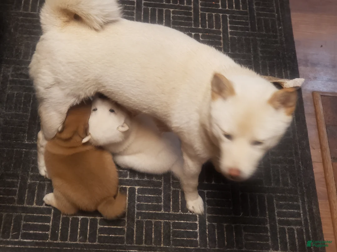 Shiba Inu dogs for sale: Shiba Inu Puppy 1 - Ad 1