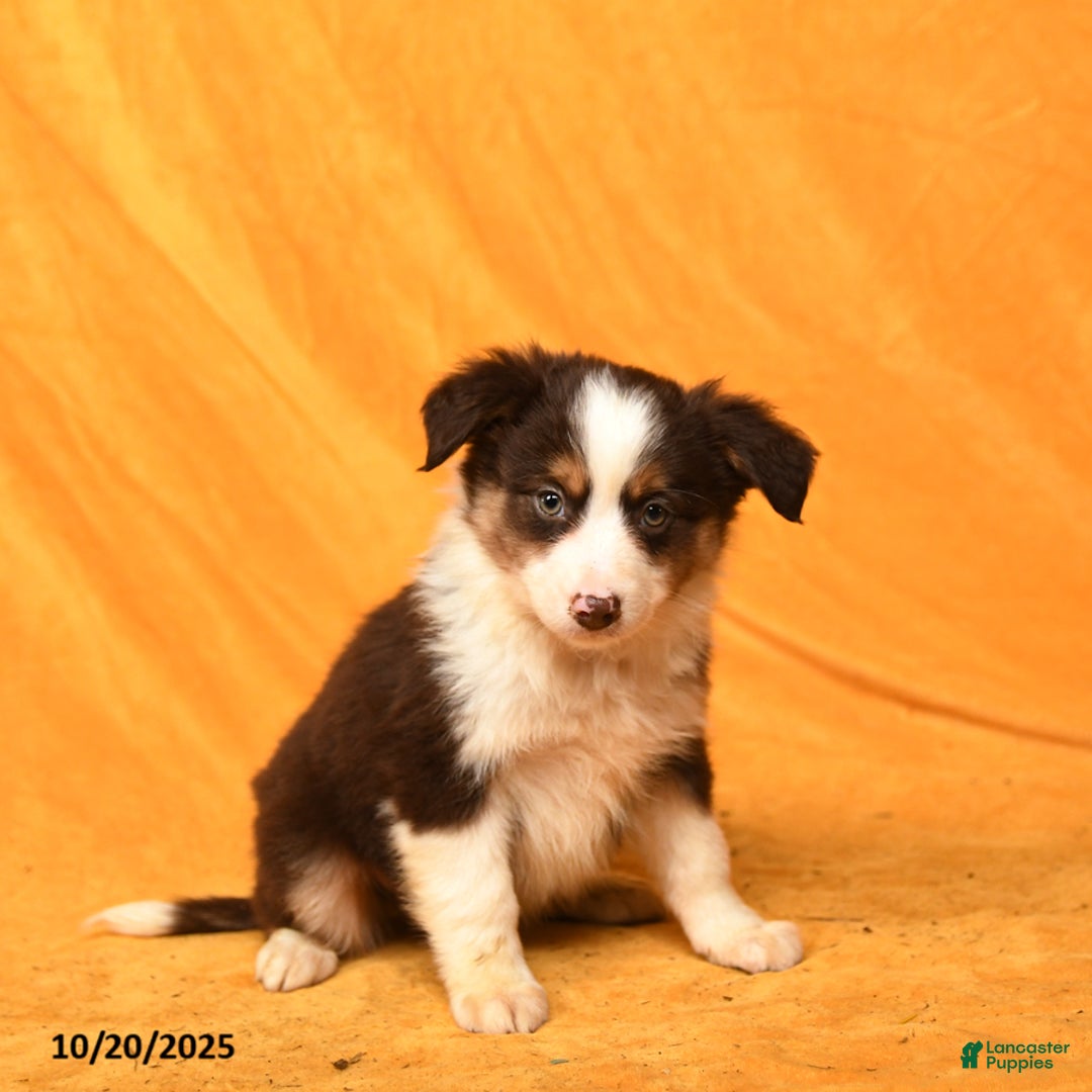 Miniature Australian Shepherd dogs for sale: Wrangler - Ad 2