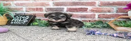Miniature Schnauzer dogs for sale: Libby - Ad 2