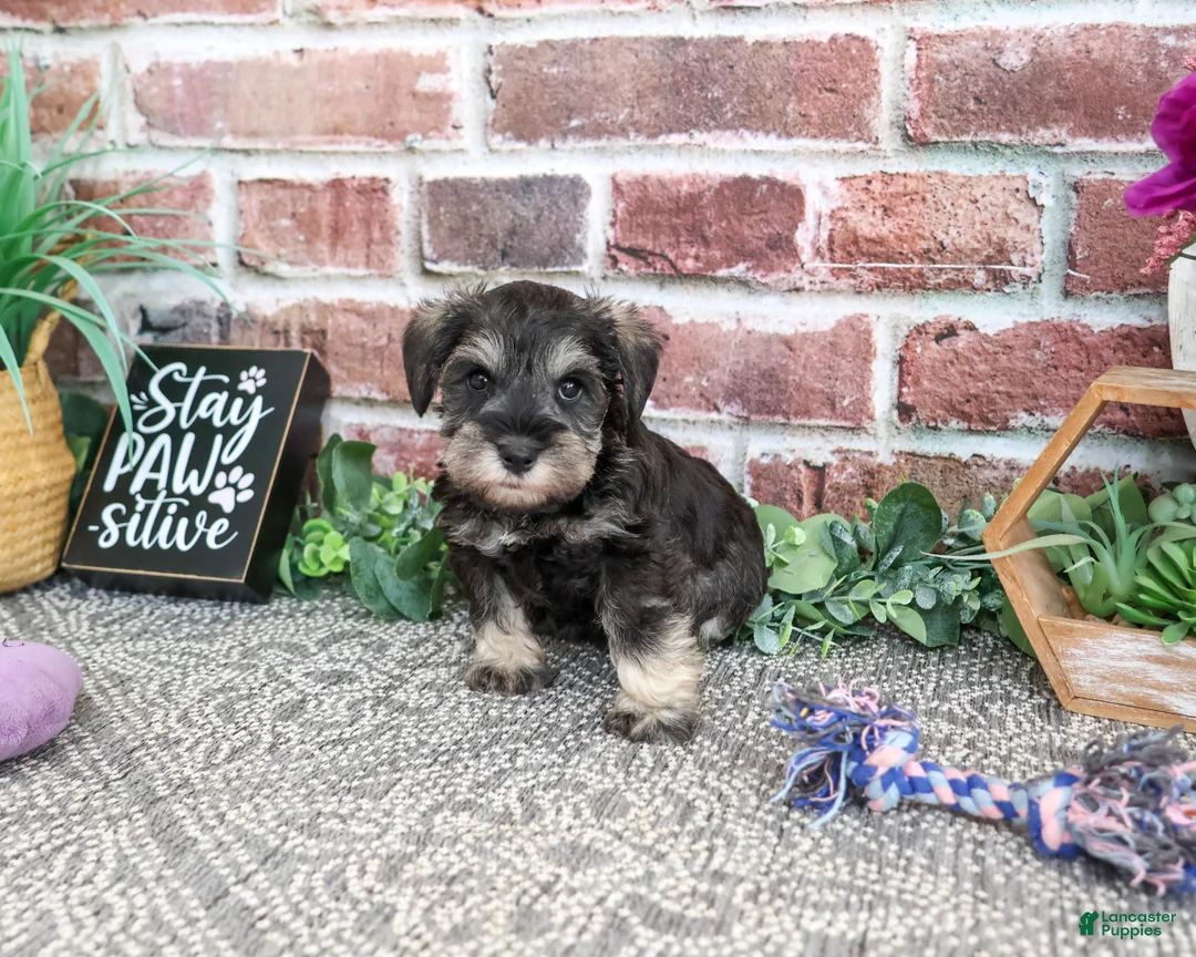Miniature Schnauzer dogs for sale: Libby - Ad 2