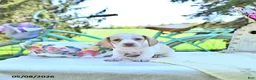 Miniature Dachshund dogs for sale: Minie - Ad 2