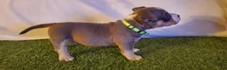 American Bully dogs for sale: American Bully 3 - Ad 4