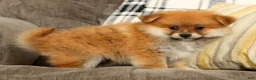 Pomeranian dogs for sale: Moe - Ad 5