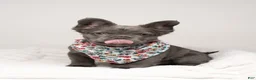 French Bulldog dogs for sale: CHERRY  - Ad 5