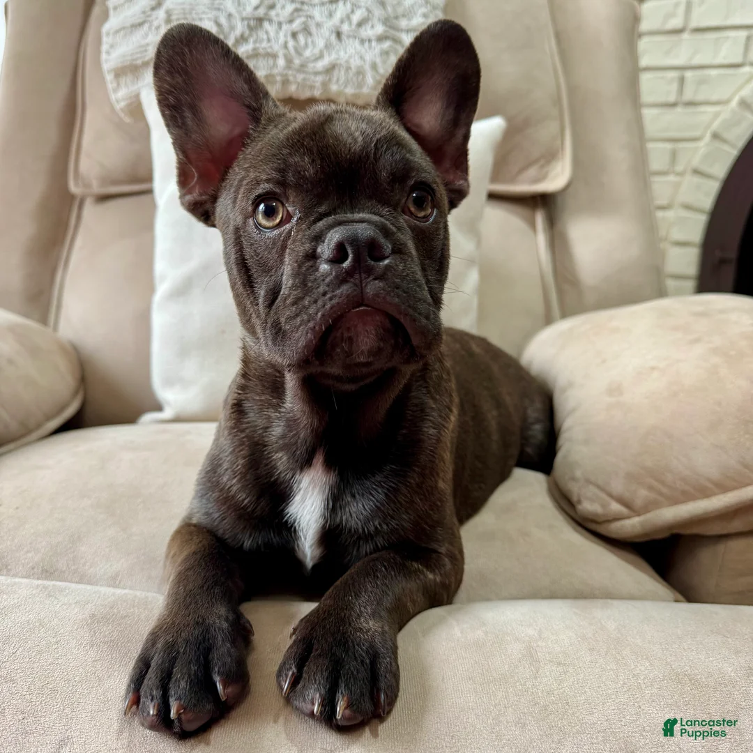 French Bulldog dogs for sale: French Bulldog Puppy 1 - Ad 3