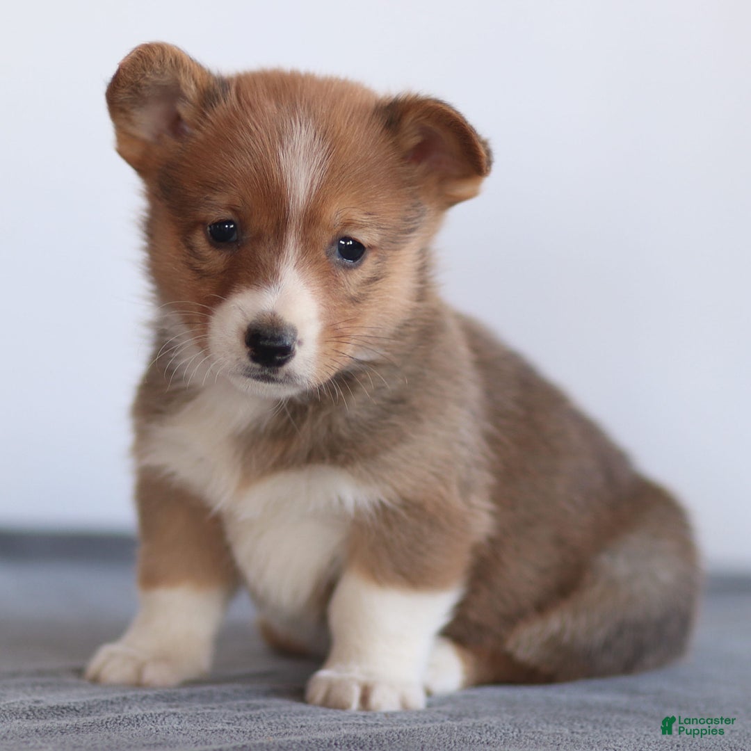 Welsh Corgi Pembroke dogs for sale: Kyler Welsh Corgi Pembroke - Ad 3