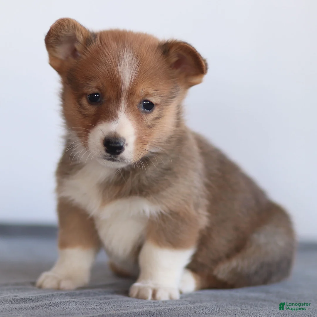 Welsh Corgi Pembroke dogs for sale: Kyler Welsh Corgi Pembroke - Ad 17