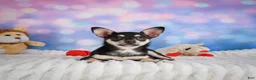 Chihuahua dogs for sale: Callie - Ad 11