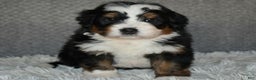 Mini Bernedoodle dogs for sale: Max - Ad 4