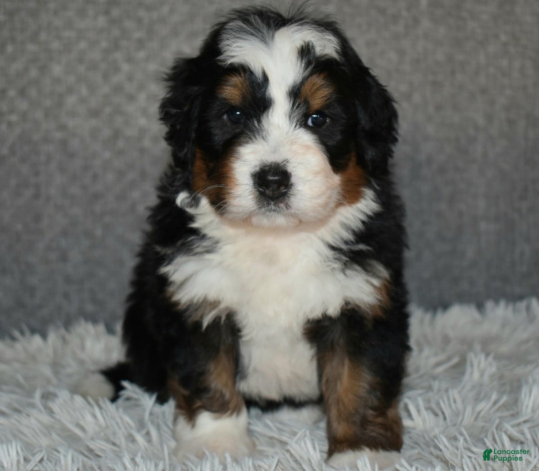 Mini Bernedoodle dogs for sale: Max - Ad 4