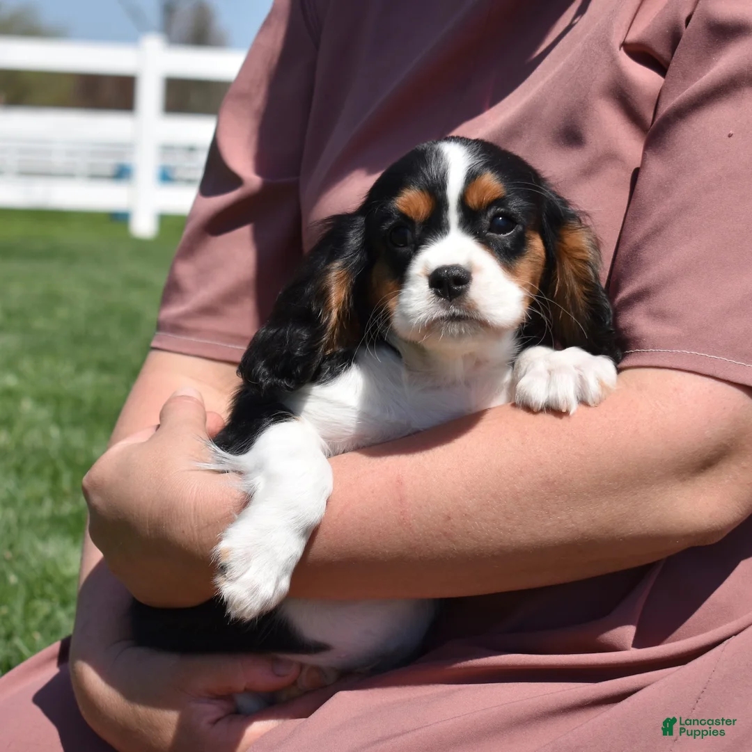Cavalier King Charles Spaniel dogs for sale: Peanut  - Ad 2