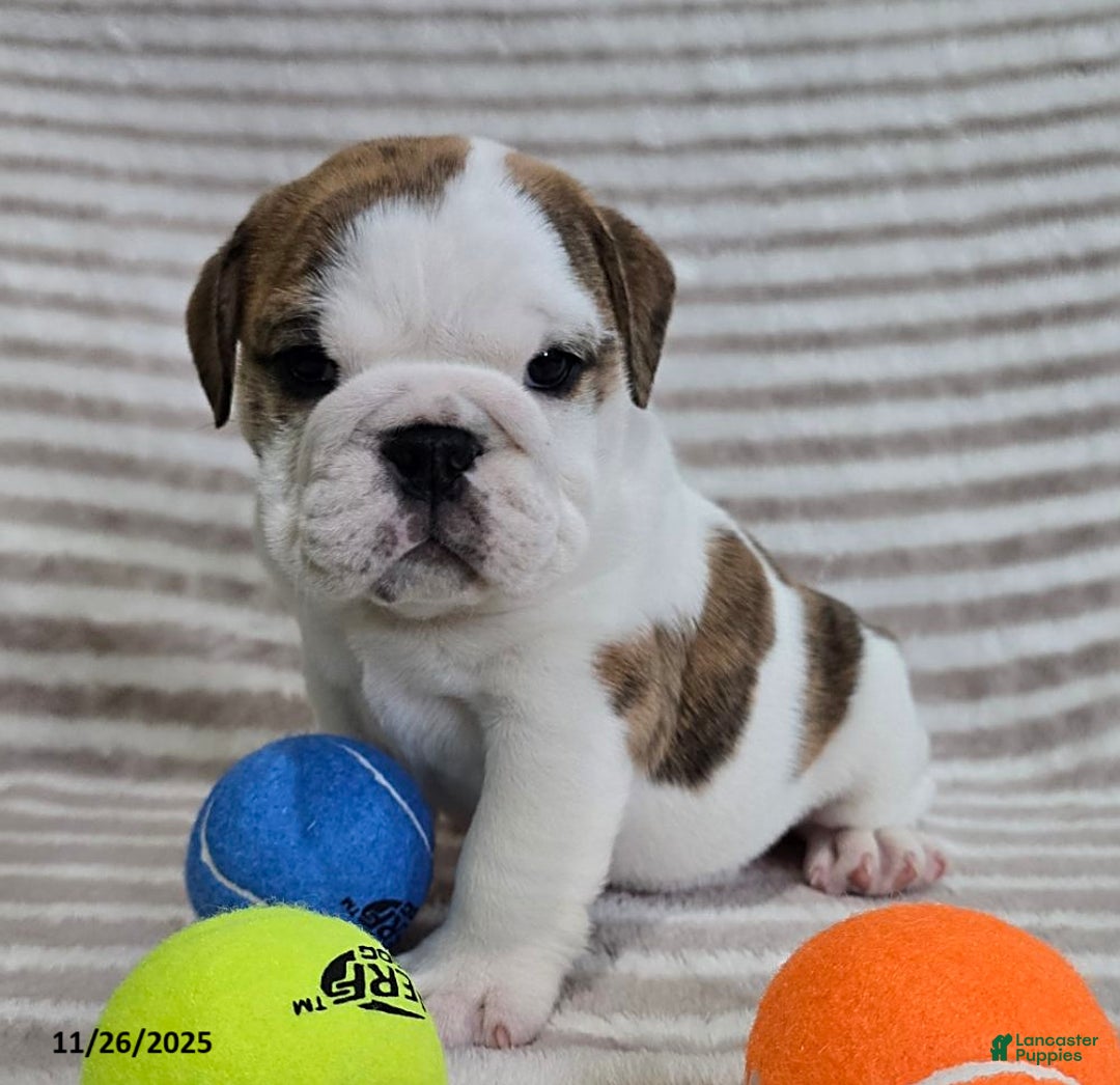 English Bulldog dogs for sale: Delilah - Ad 7