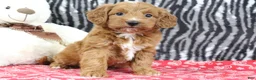 Mini Goldendoodle dogs for sale: Baily - Ad 4