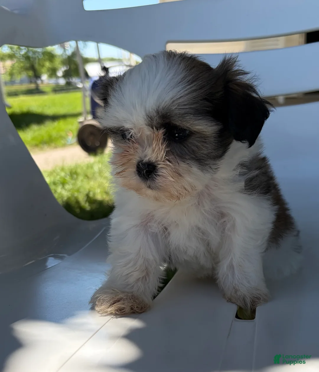 Mixed Breed dogs for sale: Lacey - Ad 2