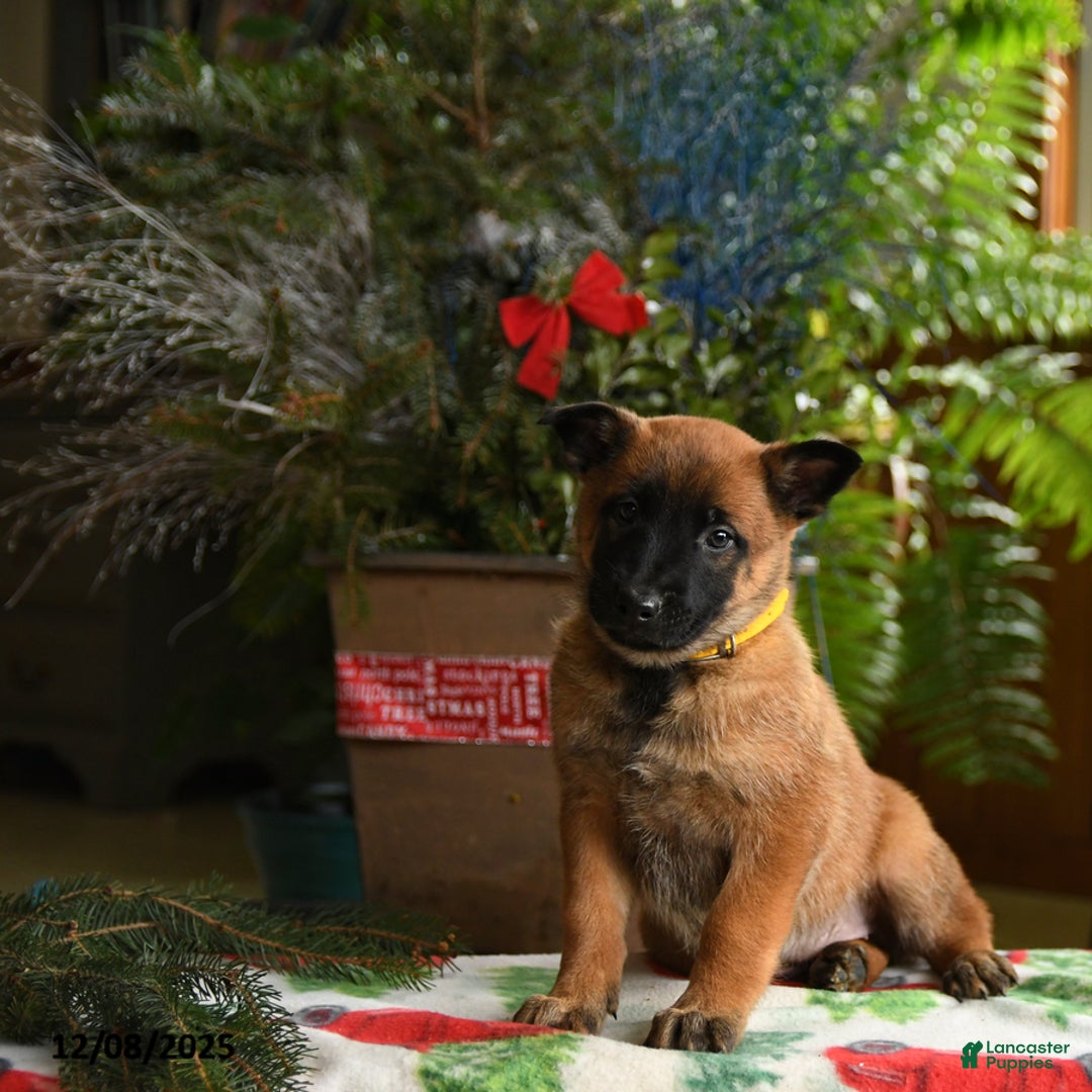 Belgian Malinois dogs for sale: Lemon - Ad 3