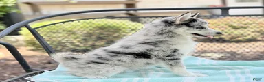 Fluffy 