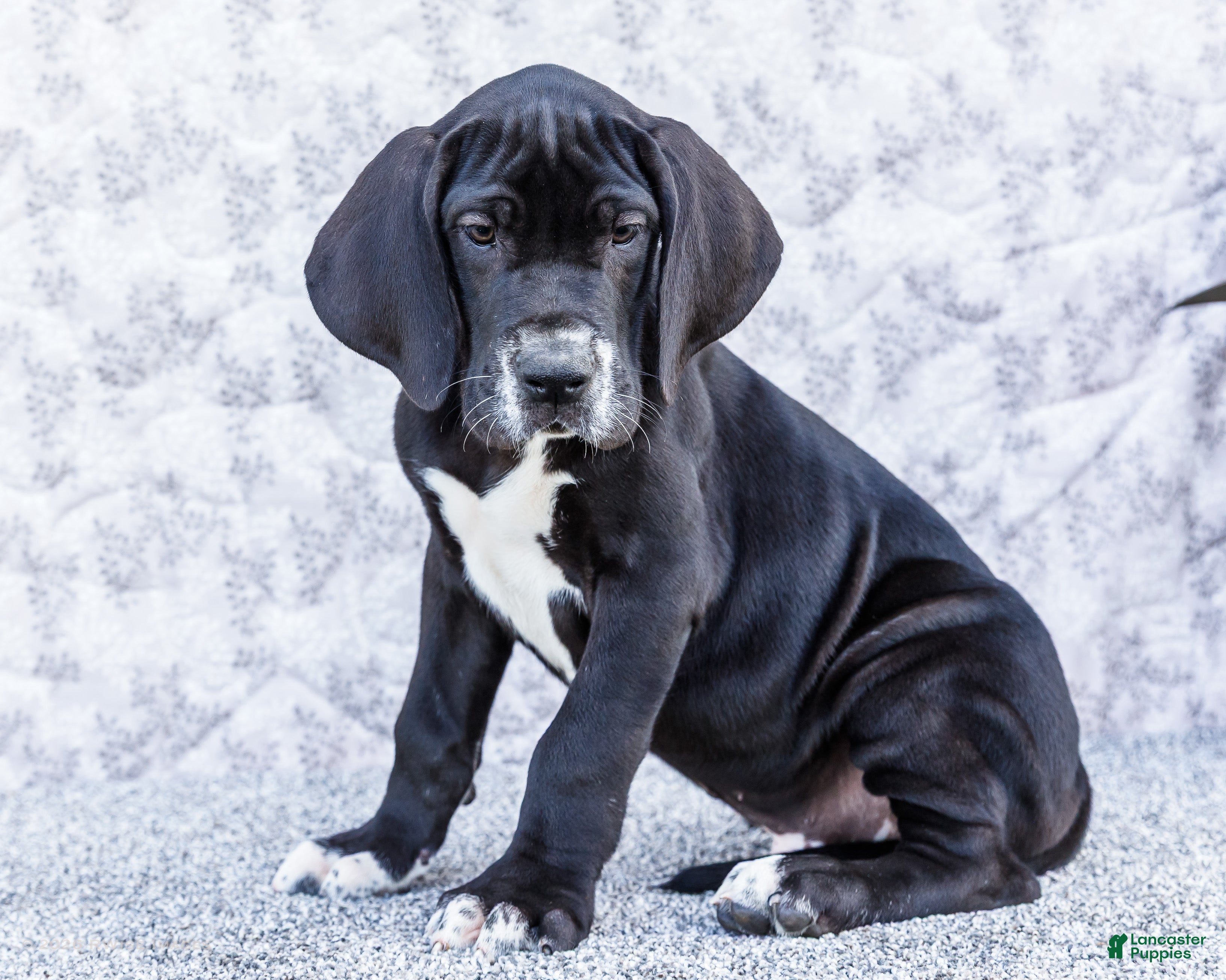 Great Dane dogs for sale: Davis - Ad 3