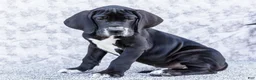 Great Dane dogs for sale: Davis - Ad 1